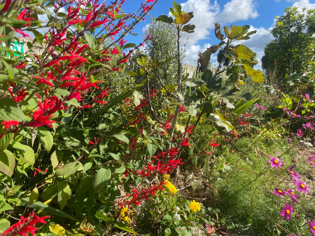 Naofa Permaculture - www.naofa.co.nz